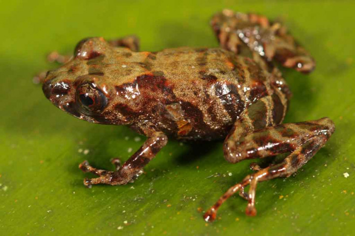 Spesies Katak Baru Ditemukan di Peru