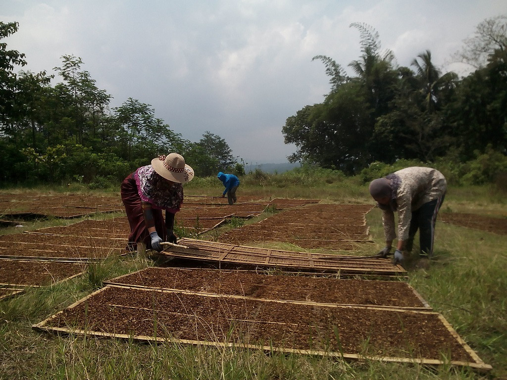 Ilustrasi petani tembakau. Foto: dok MI/Tosiani.