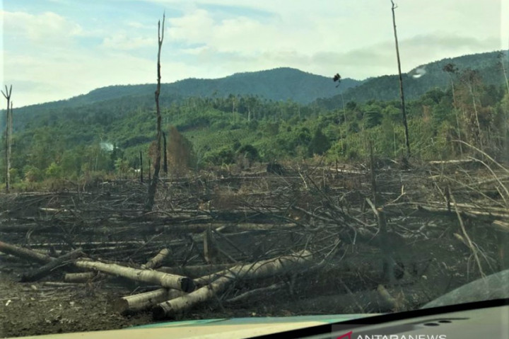 Polres Kapuas Hulu Tetapkan 2 Pembalak Liar Jadi Tersangka
