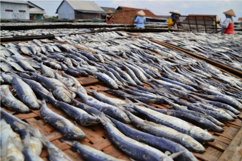 Agro Jabar Jadi Pembeli Program Pembudidaya Ikan Milenial