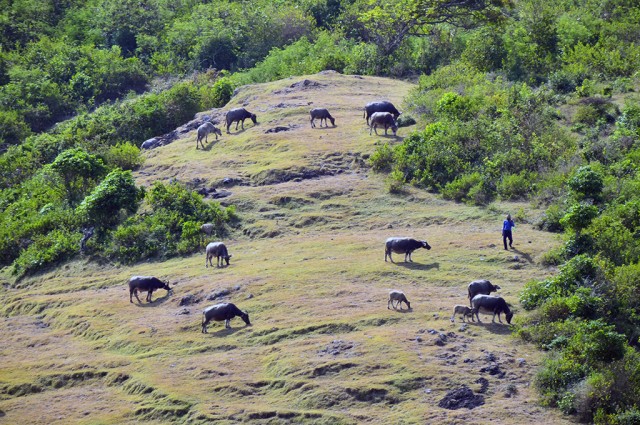 Potensi di Balik Rencana Erick Thohir Beli Peternakan Sapi Belgia