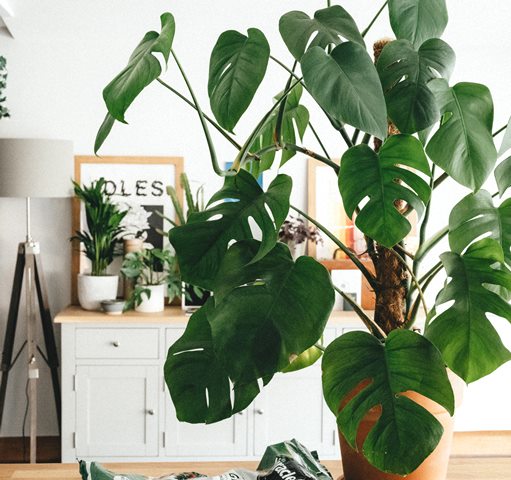 Ini cara merawat tanaman monstera. (Foto: Ilustrasi/Unsplash.com)
