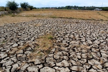Waspada Kekeringan, Kementan Ingatkan Petani Manfaatkan Asuransi