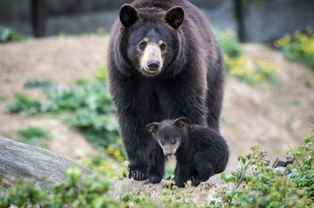 Seekor beruang black bear berjalan bersama anaknya di sebuah kebun binatang di Prancis pada 3 Mei 2019. (LOIC VENANCE / AFP)