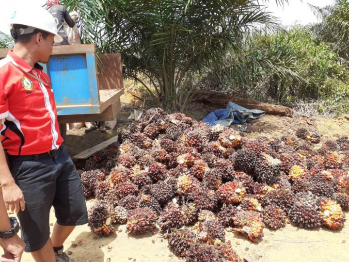 UU Ciptaker Melindungi Pekerja Sawit