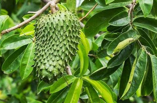 9 Khasiat Daun Sirsak yang Jarang Diketahui, Bisa Sembuhkah Penyakit Ini