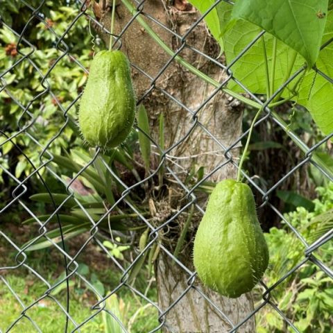 Berikut manfaat labu siam untuk tubuh. (Foto: Dok. Tropical Palantae.com)