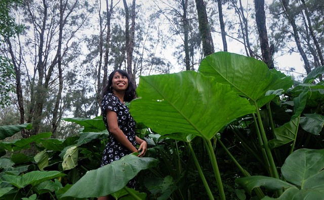 Rimbunnya tumbuhan keladi yang terhampar luas dengan daun beraneka ukuran yang indah. (Foto: Dok. Arthurio Oktavianus)