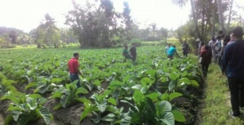 Industri Hasil Tembakau Tertekan, Peraturan Harusnya Berpihak Industri