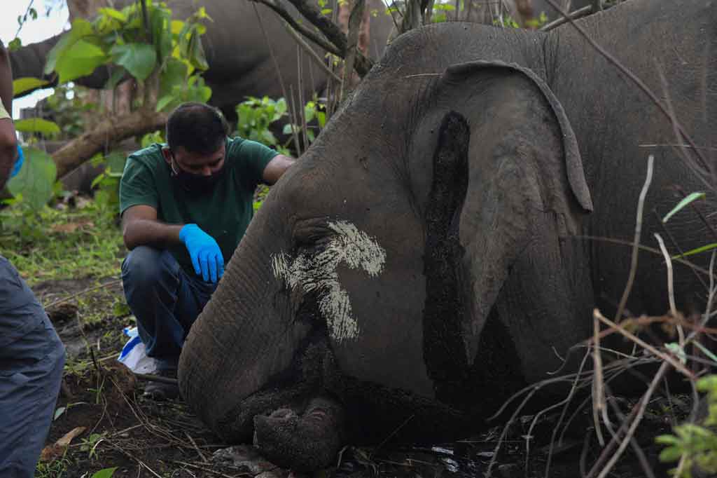 Duh, 18 Gajah di India Mati Disambar Petir