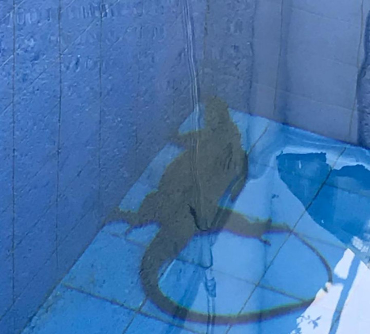 Biawak Sepanjang Dua Meter Dievakuasi di Cilandak