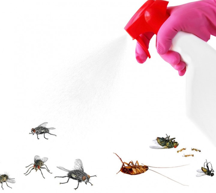 Sepekan, 8 Desa di Aceh Diserang Lalat