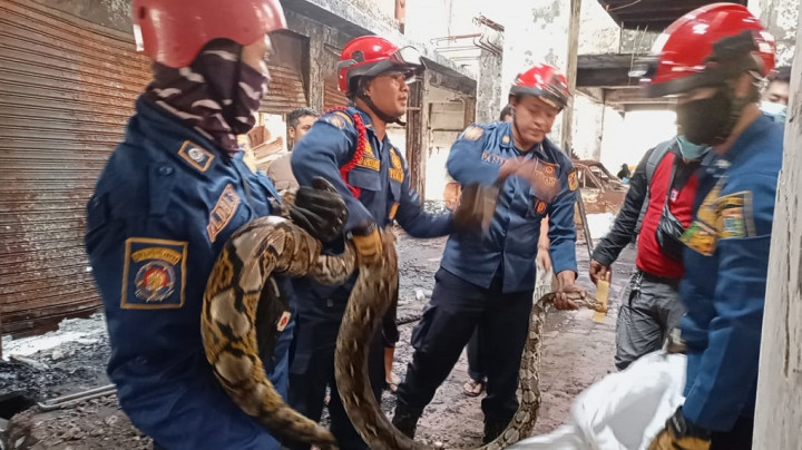 Ular Sanca Sepanjang 4 Meter di Kramat Dievakuasi