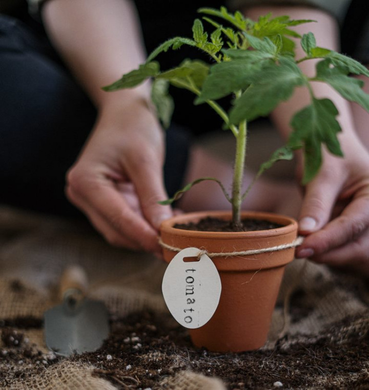 Ingin Menghasilkan Tomat yang Menyegarkan, Ikuti Tips Menanamnya