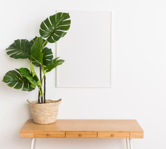 Ini cara merawat monstera. (Foto: Ilustrasi/Freepik.com)