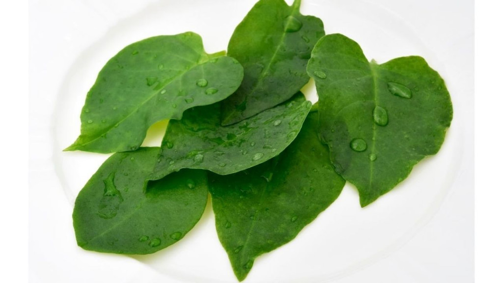 Daun binahong (foto: dok.klik dokter)