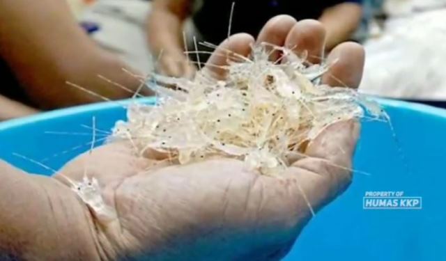 Lebih dari 134 Ribu Benur Selundupan di Sumbar Kembali Dilepas