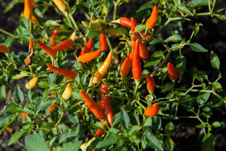 Manfaat Cabai Rawit, Salah Satunya Bisa Mengurangi Gejala Flu
