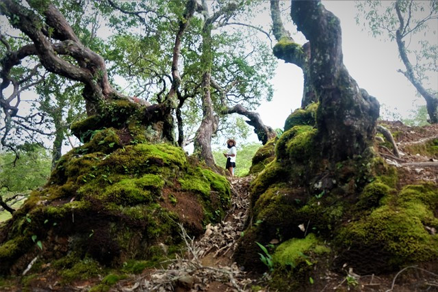 Hutan Bonsai Fatumnasi menyuguhkan pesona magis dan berada di Desa Fatumnasi, Mollo Utara. (Foto: Dok. Arthurio Oktavianus)