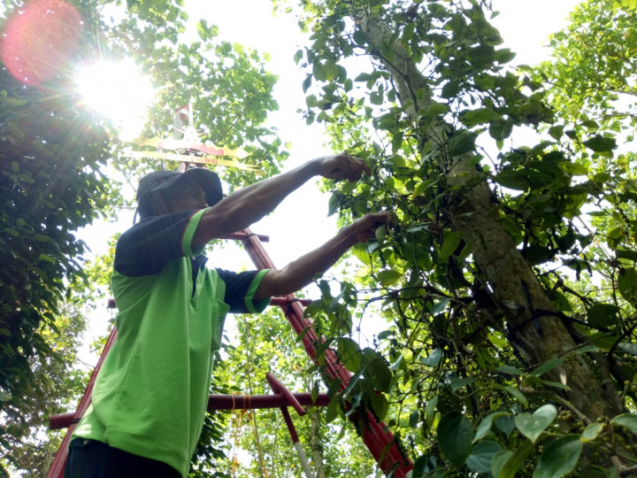 Harga Lada di Belitung Rp72 Ribu/Kg