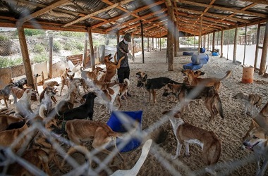 Seorang Anak di Arab Saudi Tewas usai Diserang 15 Anjing