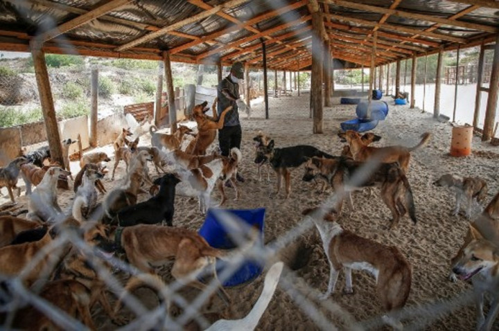 Populer Internasional: Bocah Tewas Diserang Anjing Hingga Putri Menteri Uganda Ditembak