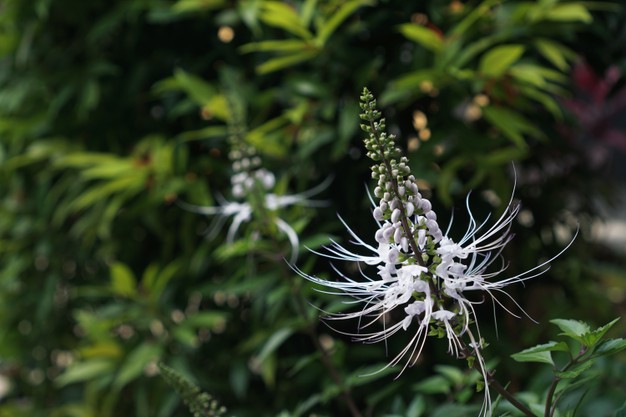 6 Manfaat Tanaman Kumis Kucing yang Mampu Atasi Berbagai Penyakit