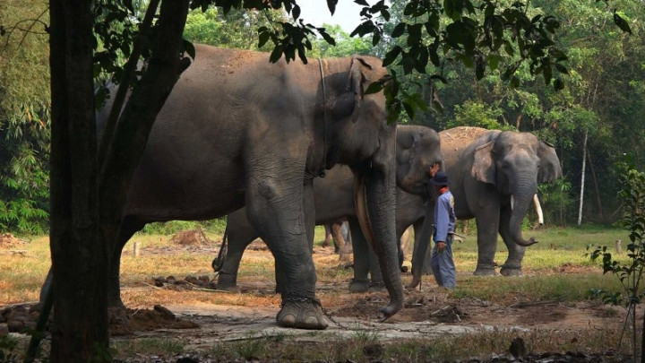 Konflik Manusia dan Gajah Sering Terjadi, Apa Penyebabnya?