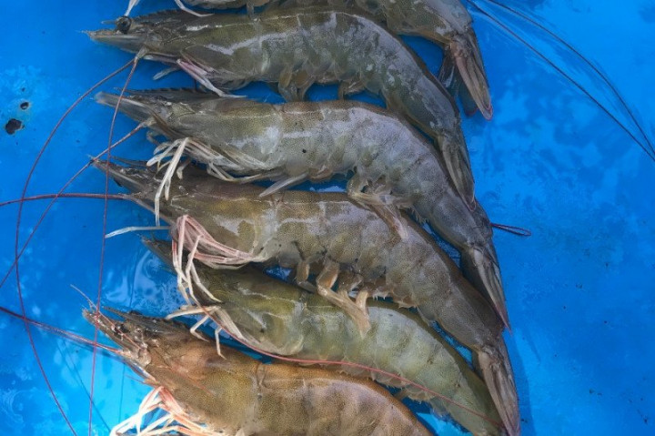 Oknum ASN Korupsi Ekspor Udang di Batam Ditangkap