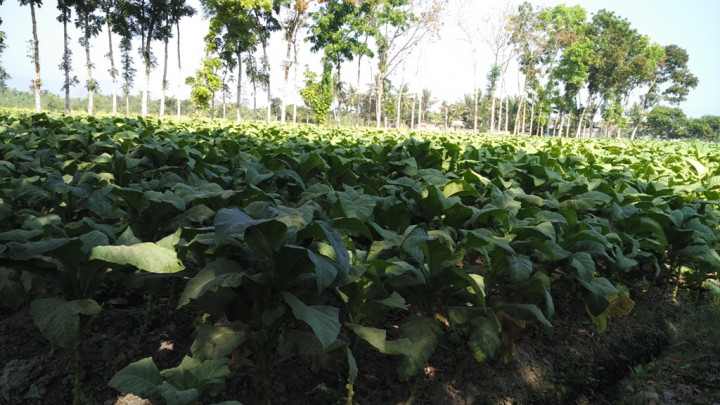 Industri Hasil Tembakau Bisa Makin Tertekan Akibat Revisi Aturan Ini