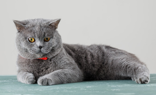 5 Cara Merawat Kucing Kesayangan agar Tetap Sehat