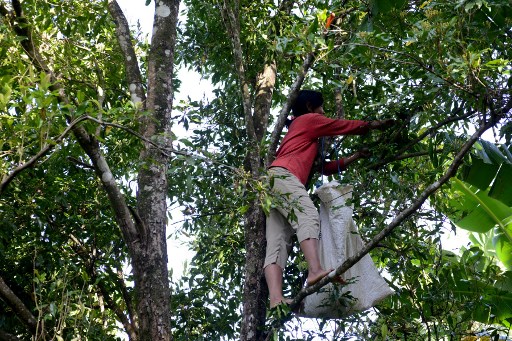 <i>Wuih</i>! 'Si Emas Cokelat' Tembus Rp100 Ribu/Kg