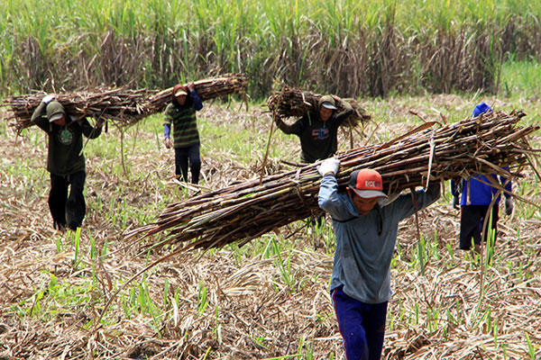 RNI Jamin Harga Minimal Pembelian Gula Petani Rp10.500/Kg