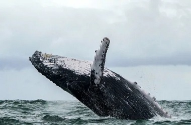 Nelayan AS Berhasil Selamat usai Nyaris Ditelan Ikan Paus