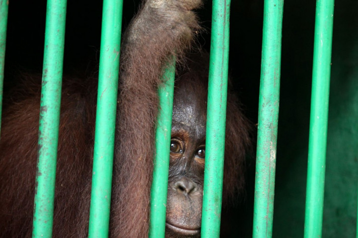Lintang, Si Orang Utan Lamandau Akhirnya Dilepasliarkan
