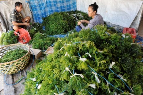 KKP Genjot Rumput Laut Indonesia Kuasai Pasar Global