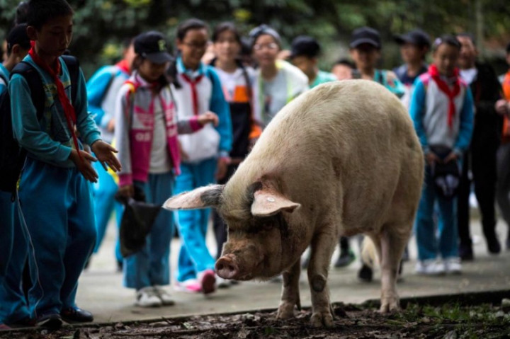 Babi Penyintas Gempa 2008 Mati, Tiongkok Berduka
