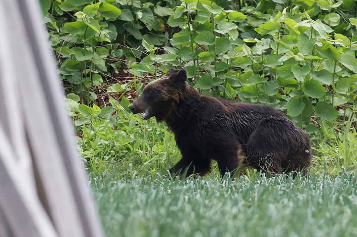 Lukai Empat Orang di Jepang, Seekor Beruang Ditembak Mati