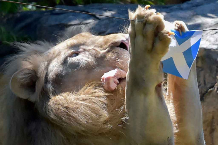 Melihat Si 'Boy' Memprediksi Laga Inggris Vs Skotlandia dan Italia Vs Wales