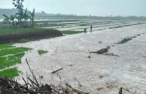Padi Terendam Banjir Kementan Ingatkan Petani Karangasem Gunakan Asuransi