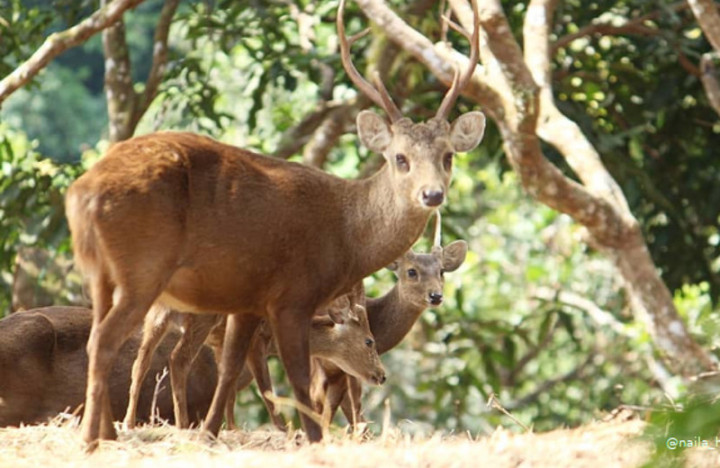 Penangkaran Buat Populasi Rusa Bawean Terus Bertambah