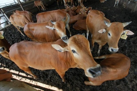 Bulog Sumut Masih Tunggu Pasokan Daging Kerbau Beku Impor