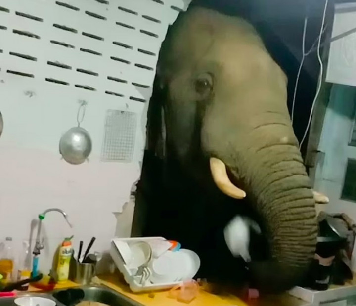 Gajah Liar Bobol Dapur Warga di Thailand karena Kelaparan