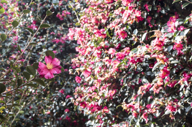 Bunga Camellia (Foto: Freepik)