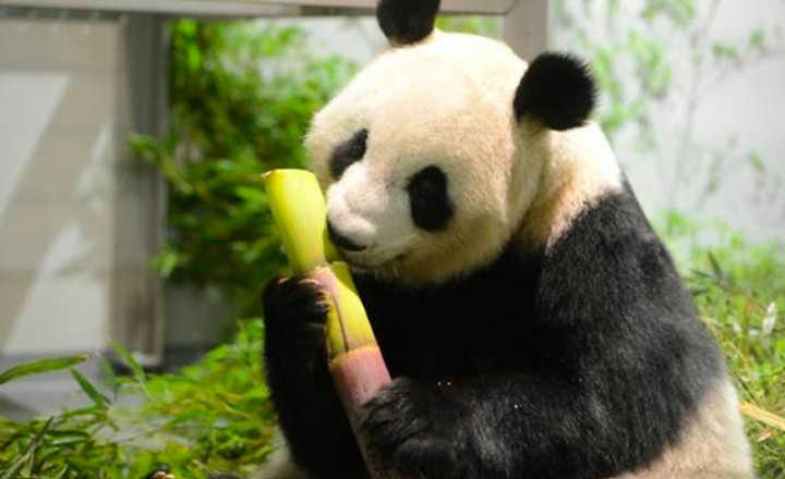 Kebahagiaan Ganda saat Panda di Tokyo Melahirkan Anak Kembar