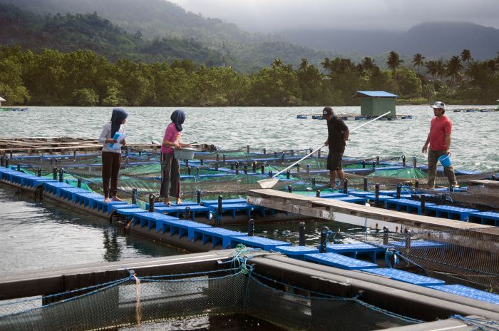 Pangkas Impor, KKP Dorong NTT Produksi Pakan Ikan Mandiri
