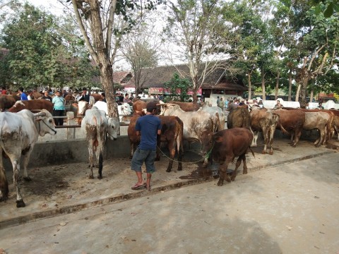BAZNAS Inisiasi Kurban Daring