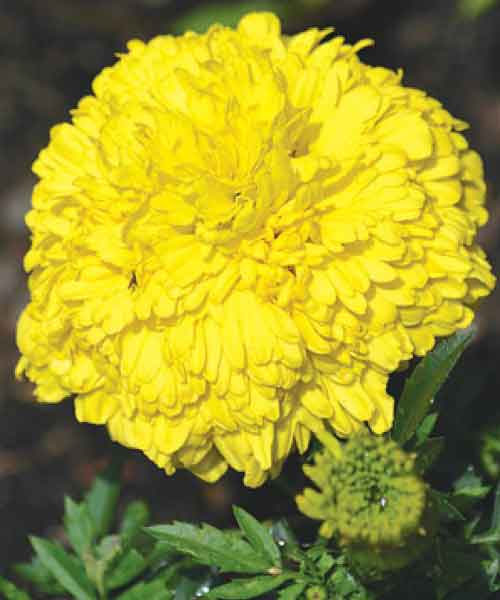 Atsiri Daun Kenikir Bunuh Larva Nyamuk