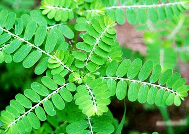 Daun meniran, mungkin Anda sering menjumpainya di banyak tempat. Ternyata punya banyak manfaat. (Foto: Dok. Generasibiologi.com)