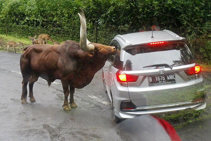 Taman Safari Tetap Buka, Pengunjung Dibatasi Jadi 25%